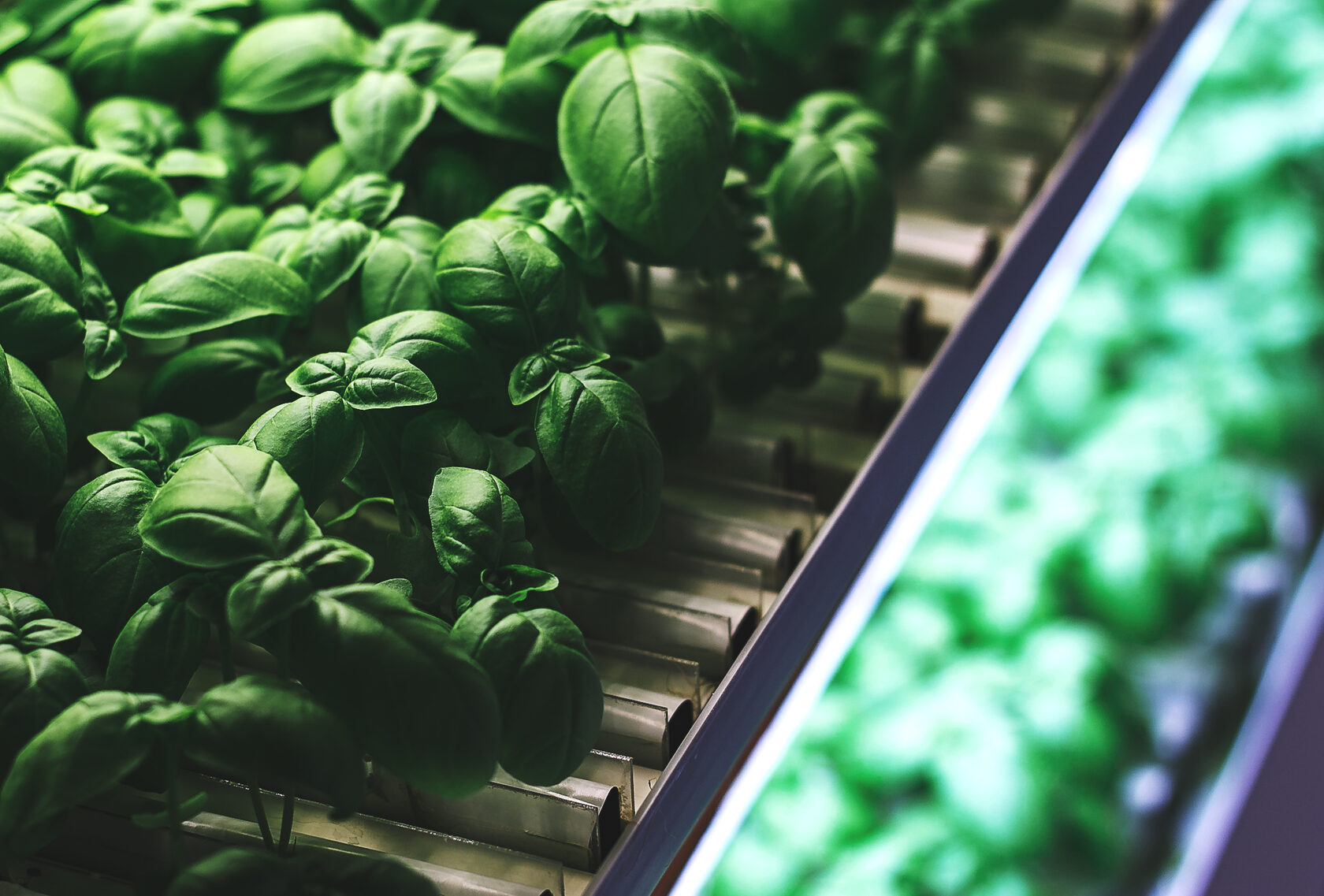 Fitotech hydroponics farm