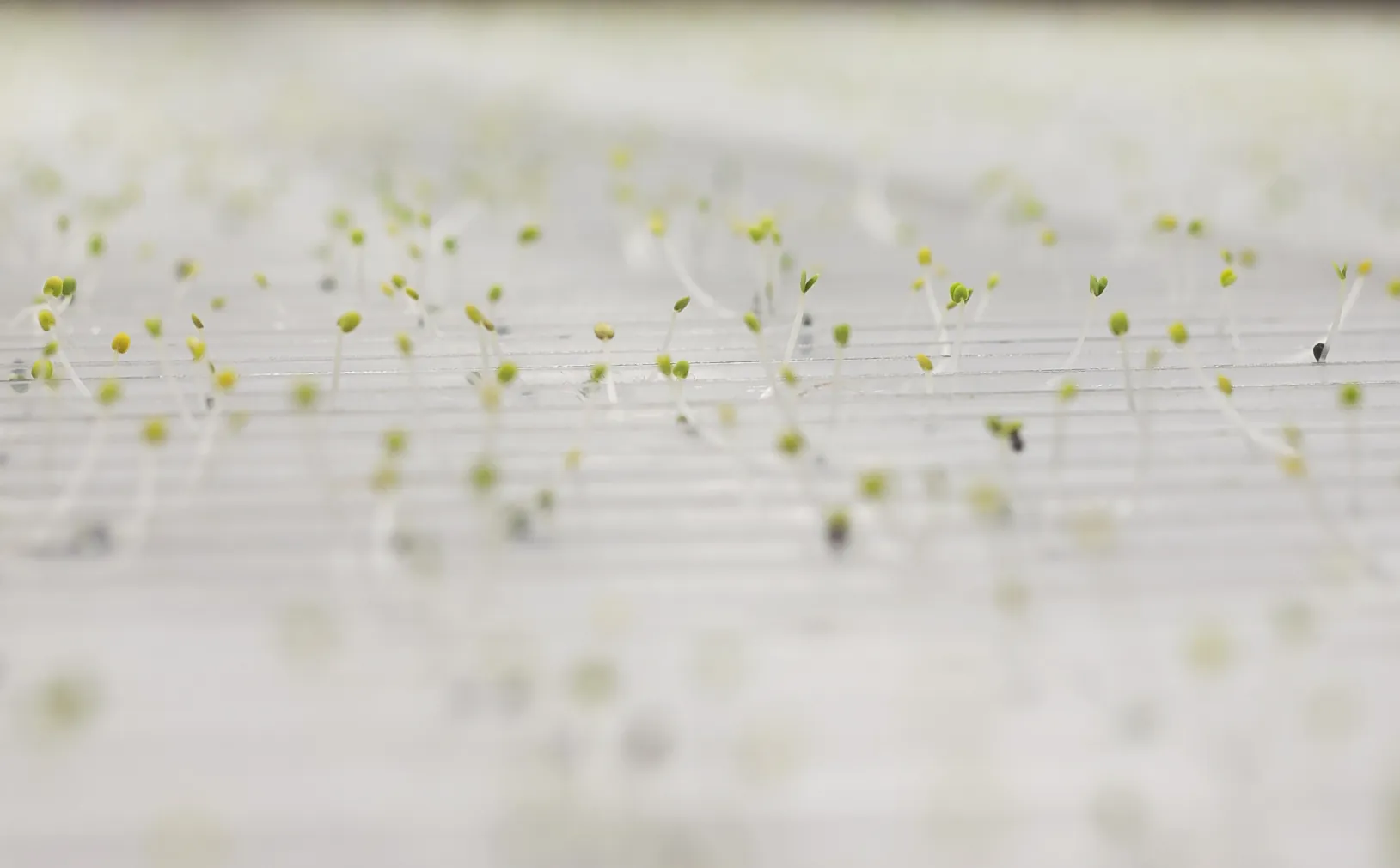 Innovative seed germination system