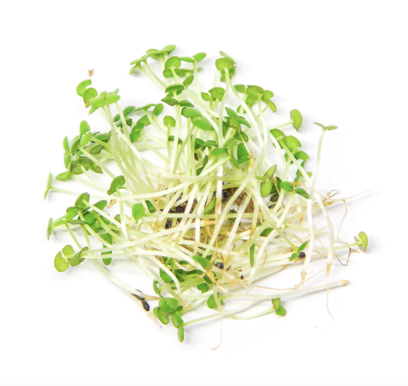 Basil