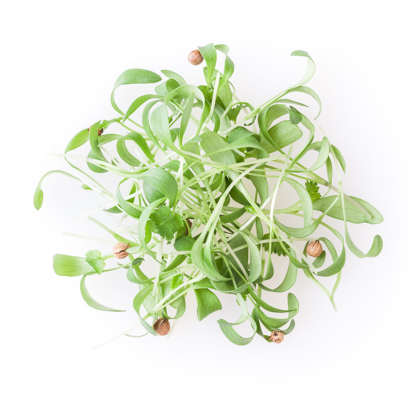 Coriander