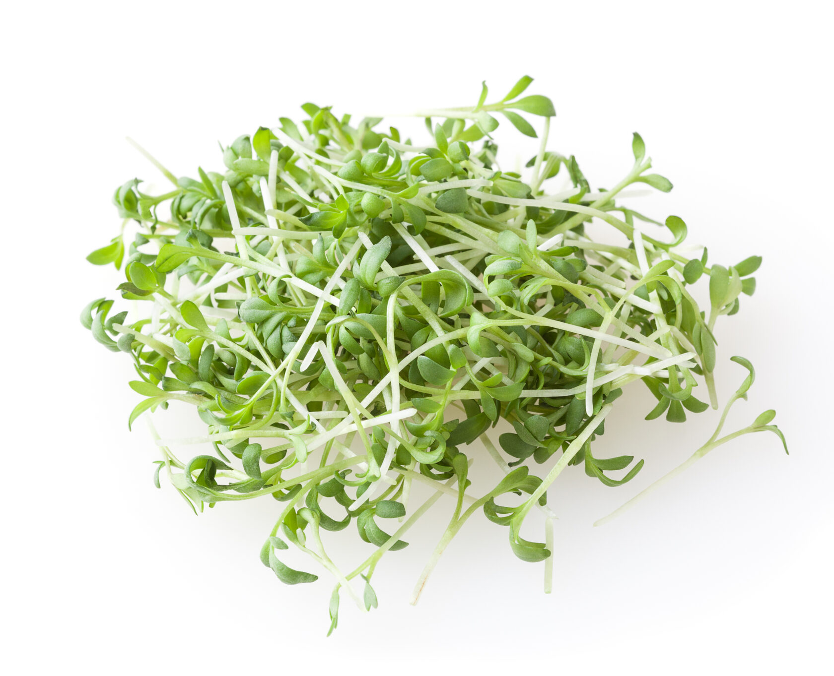 Garden Cress