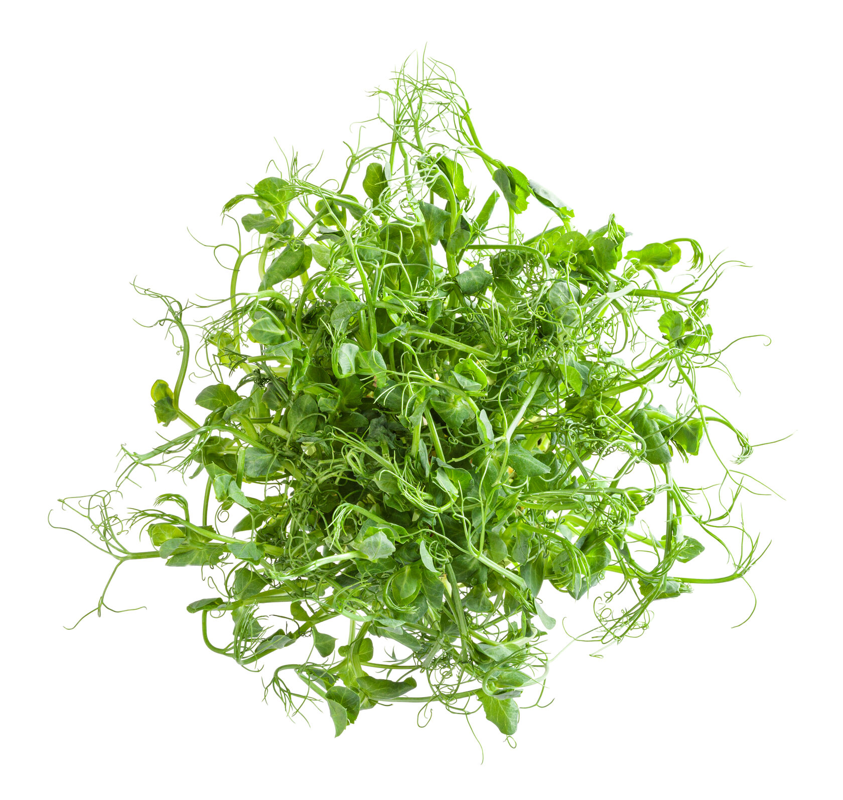 Pea Shoots