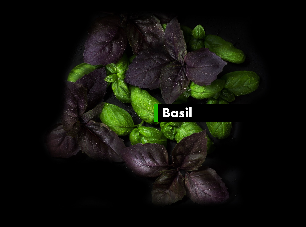Basil