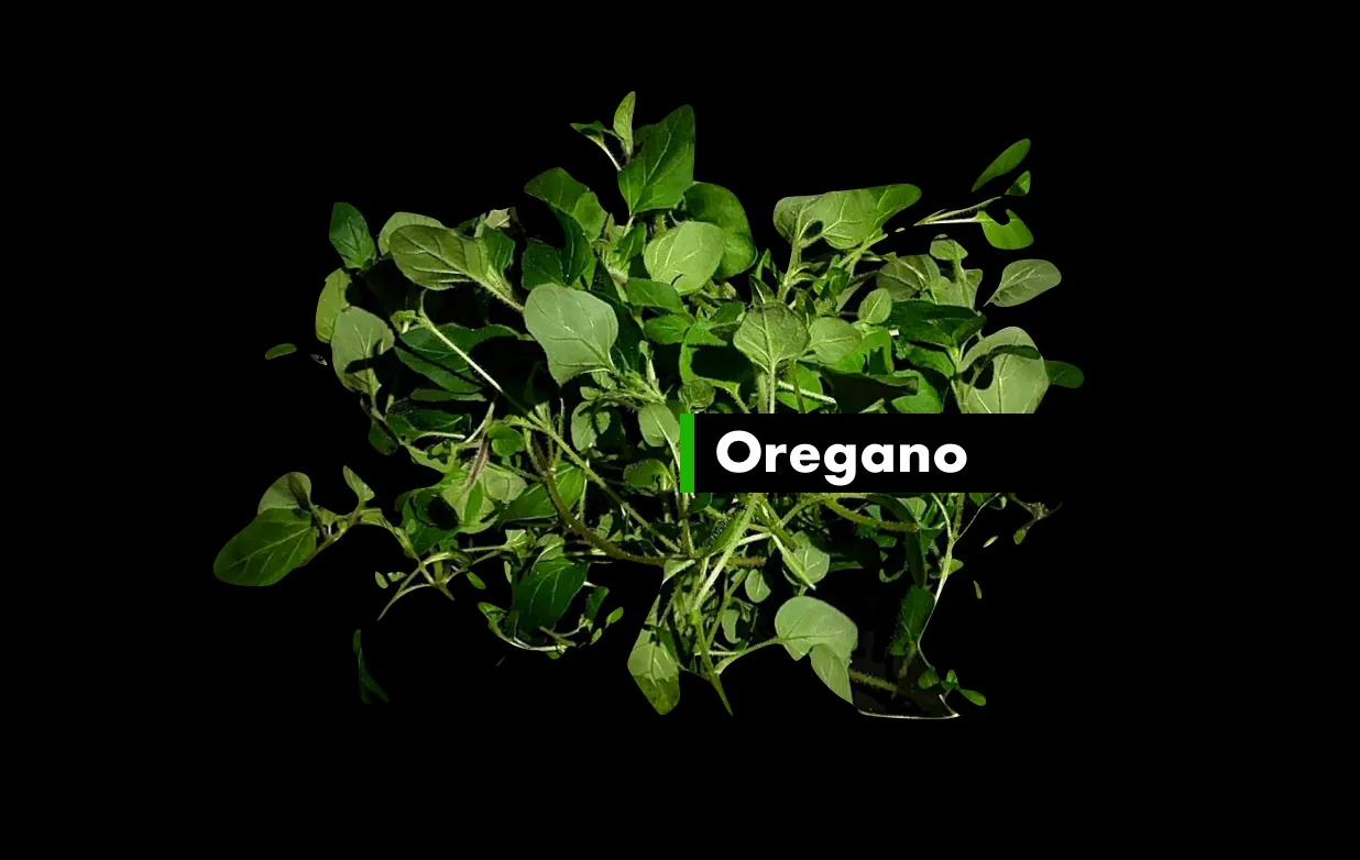 Oregano