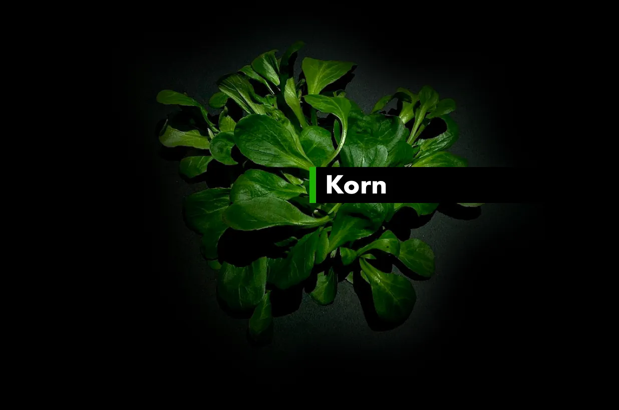 Korn